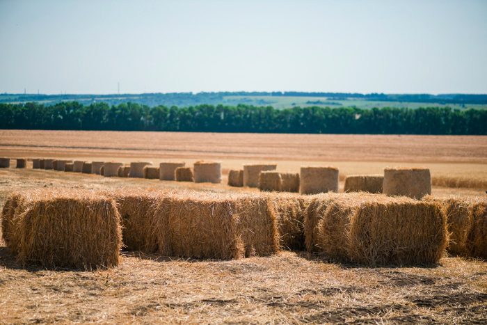 День поля з технікою Massey Ferguson в Полтавській області – фото 43030