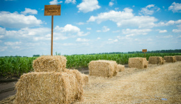 День поля з технікою Massey Ferguson на Полтавщині